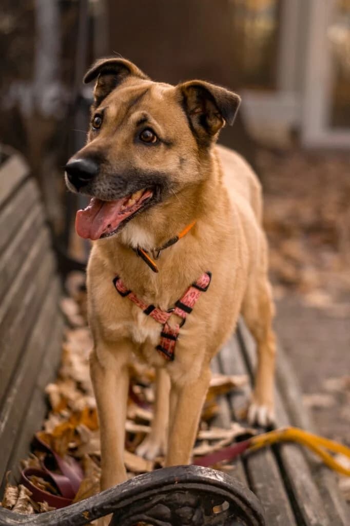 Gera, female Mixed Breed for adoption at Pfotenvermittlung e.V., Rott am Inn