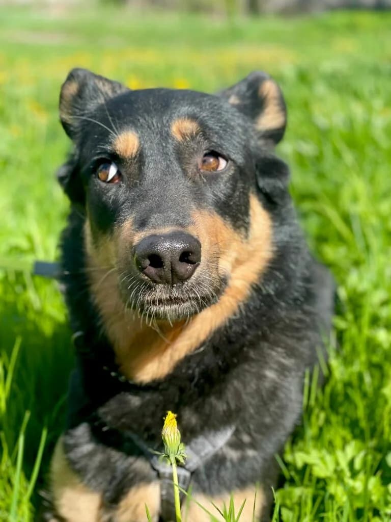 Grace, female Mixed Breed for adoption at Pfotenvermittlung e.V., Rott am Inn