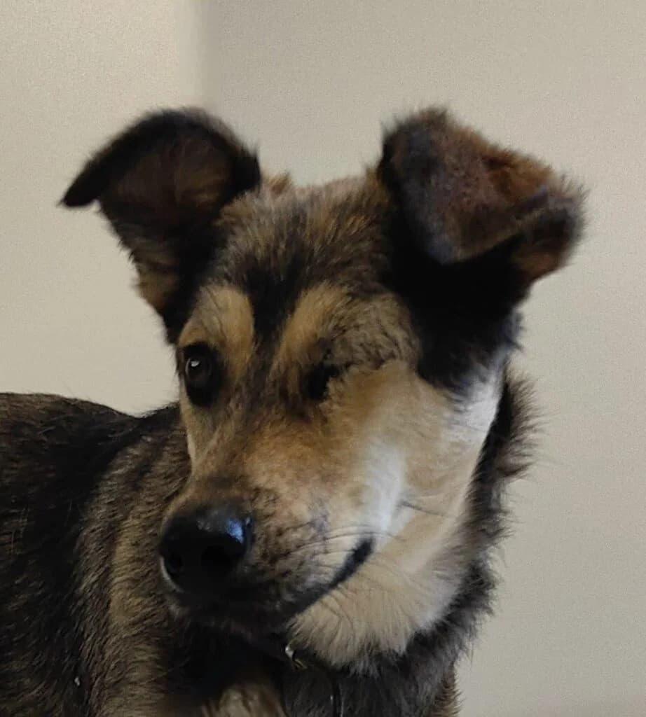 Bonnie, female Mixed Breed for adoption at Pfotenvermittlung e.V., Rott am Inn