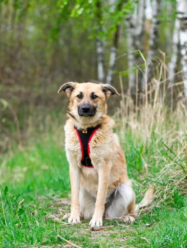 Judy, female Mixed Breed for adoption at Pfotenvermittlung e.V., Rott am Inn