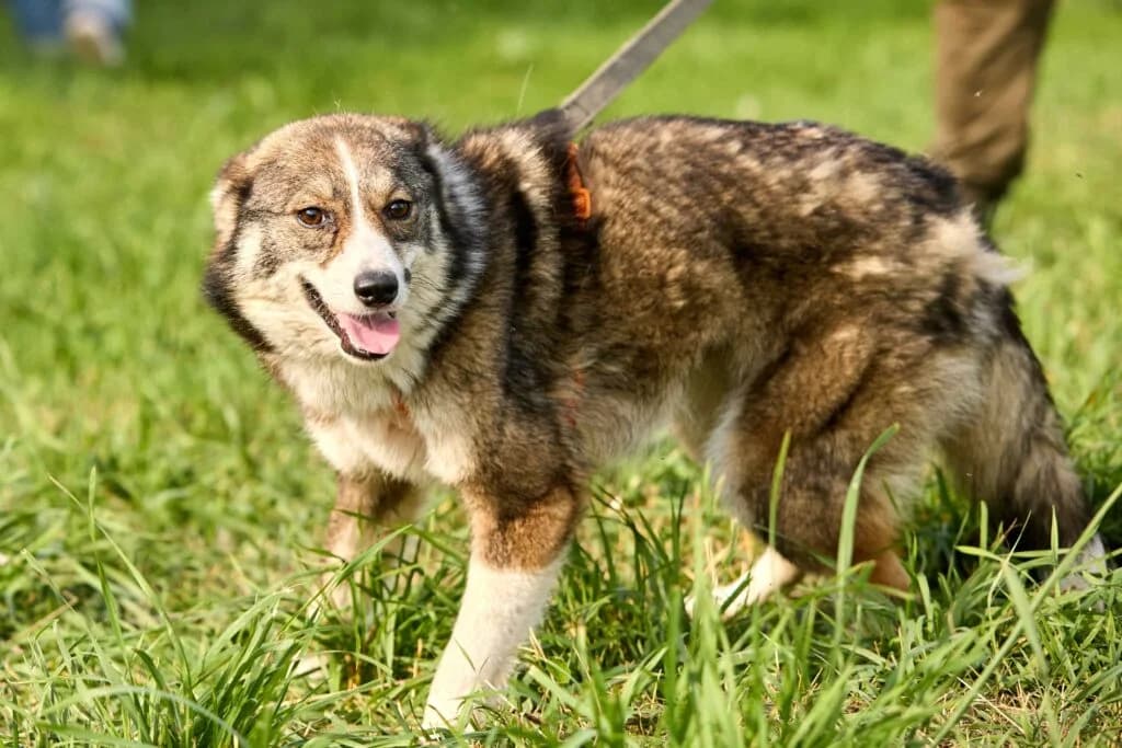 Julka, female Mixed Breed for adoption at Pfotenvermittlung e.V., Rott am Inn