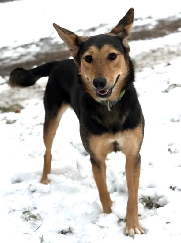 Kerry, female puppy Mixed Breed for adoption at Pfotenvermittlung e.V., Rott am Inn