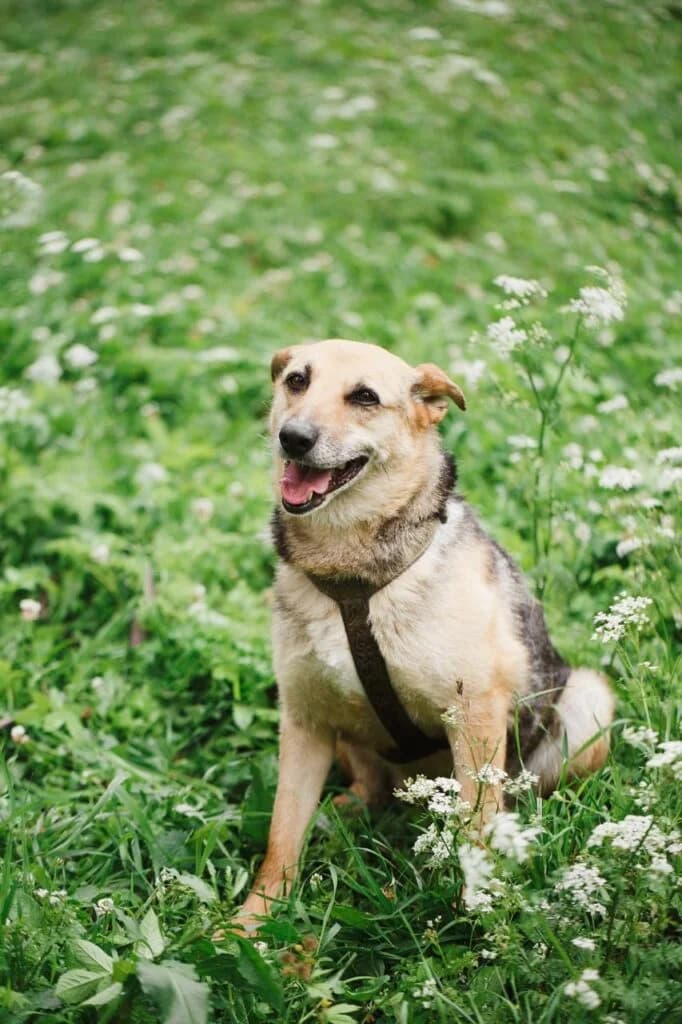 Kuba, female Mixed Breed for adoption at Pfotenvermittlung e.V., Rott am Inn