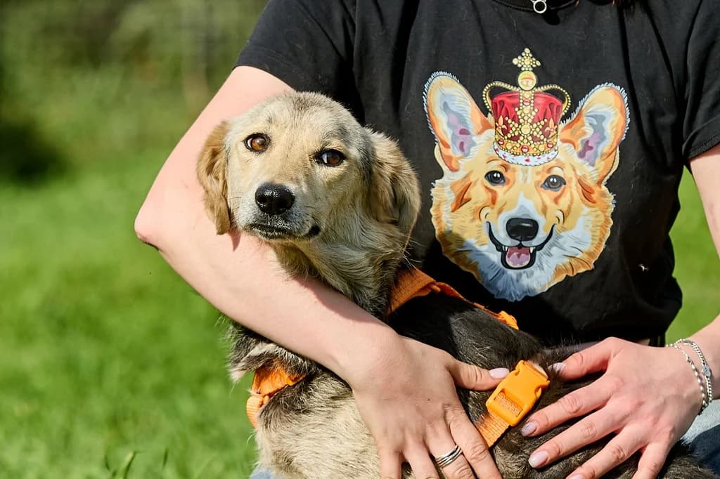 Kukla, female Mixed Breed for adoption at Pfotenvermittlung e.V., Rott am Inn