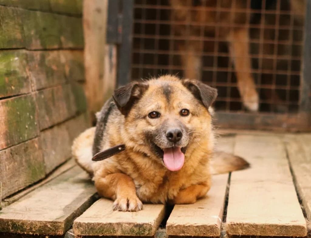 Litta, female Mixed Breed for adoption at Pfotenvermittlung e.V., Rott am Inn