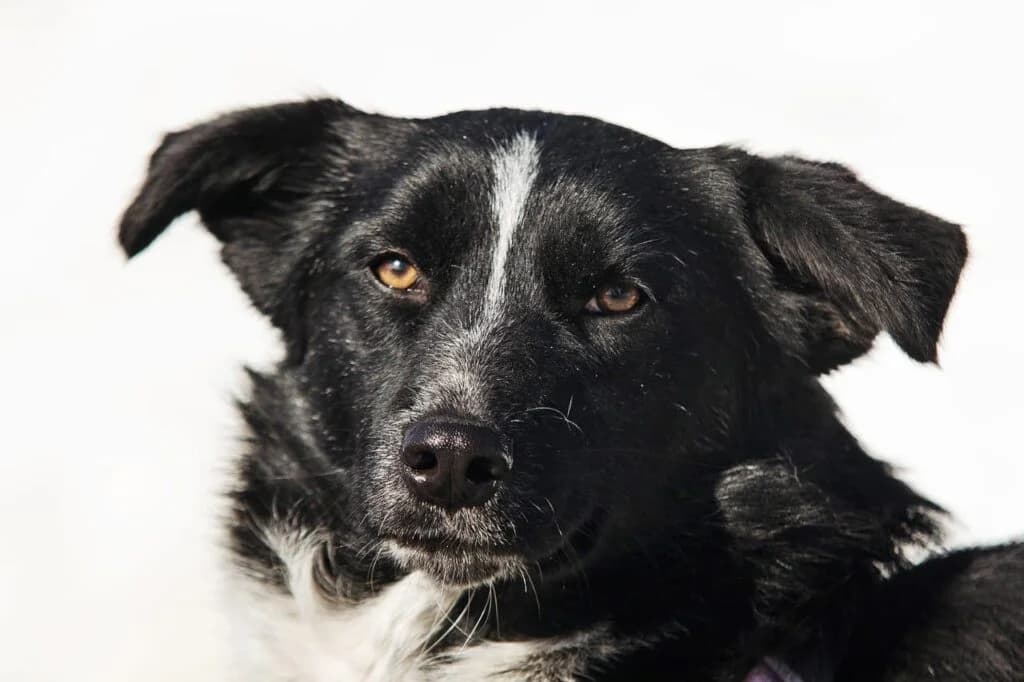 Luna, female Mixed Breed for adoption at Pfotenvermittlung e.V., Rott am Inn