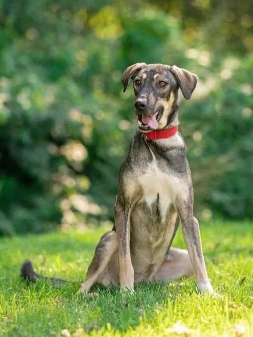Bella, female Mixed Breed for adoption at Pfotenvermittlung e.V., Rott am Inn