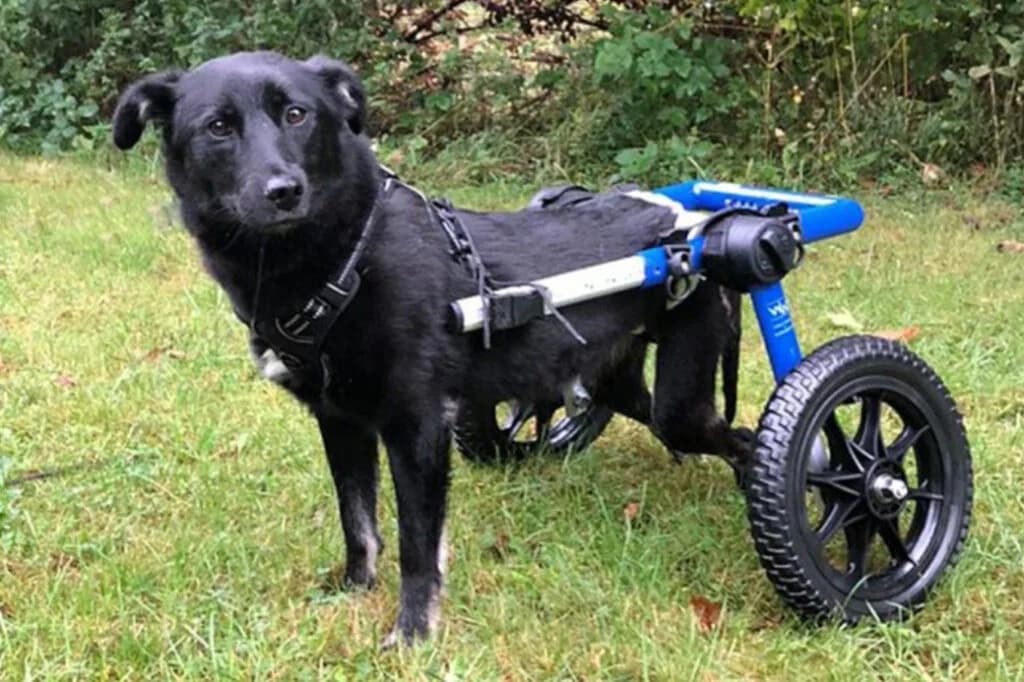 Martha, female 6yo Mixed Breed for adoption at Pfotenvermittlung e.V., Rott am Inn