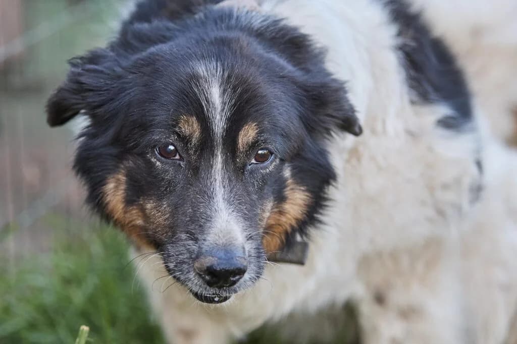 Masha, female Mixed Breed for adoption at Pfotenvermittlung e.V., Rott am Inn