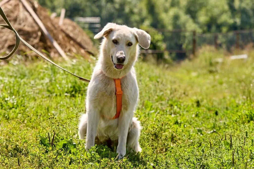 Maya, female Mixed Breed for adoption at Pfotenvermittlung e.V., Rott am Inn