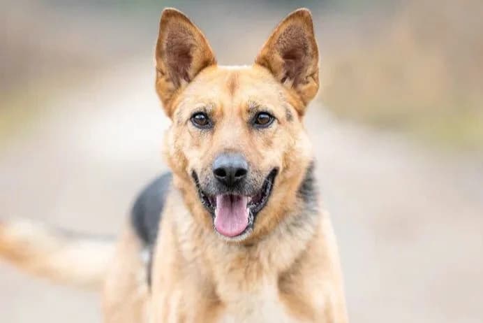 Pika, female Mixed Breed for adoption at Pfotenvermittlung e.V., Rott am Inn
