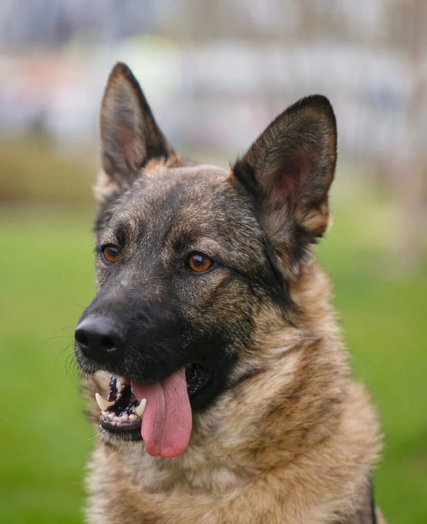 Piper, female Mixed Breed for adoption at Pfotenvermittlung e.V., Rott am Inn