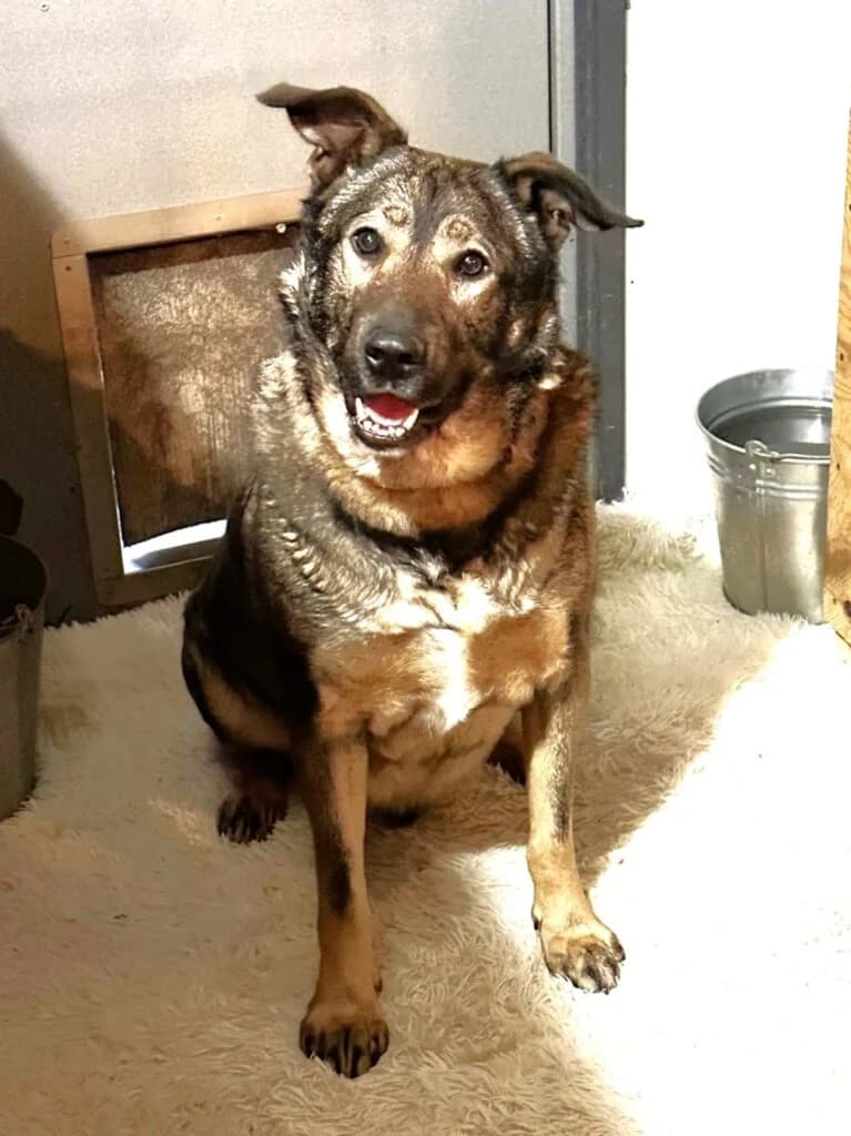 Pupsik, male Mixed Breed for adoption at Pfotenvermittlung e.V., Rott am Inn