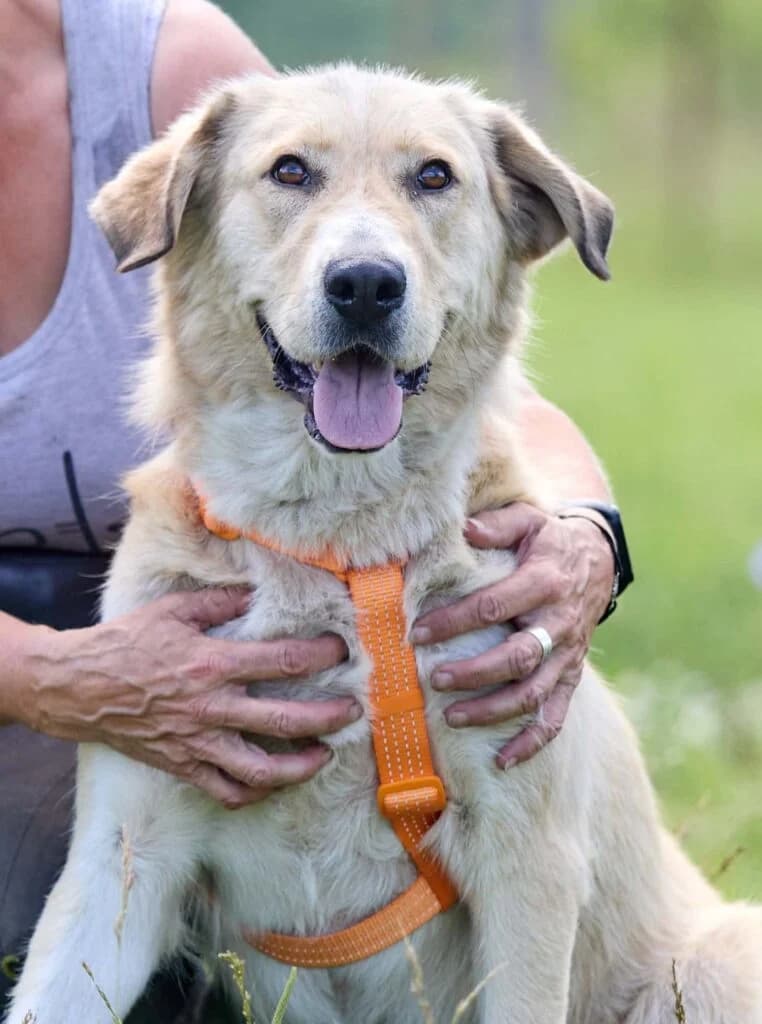 Rosa, female Mixed Breed for adoption at Pfotenvermittlung e.V., Rott am Inn