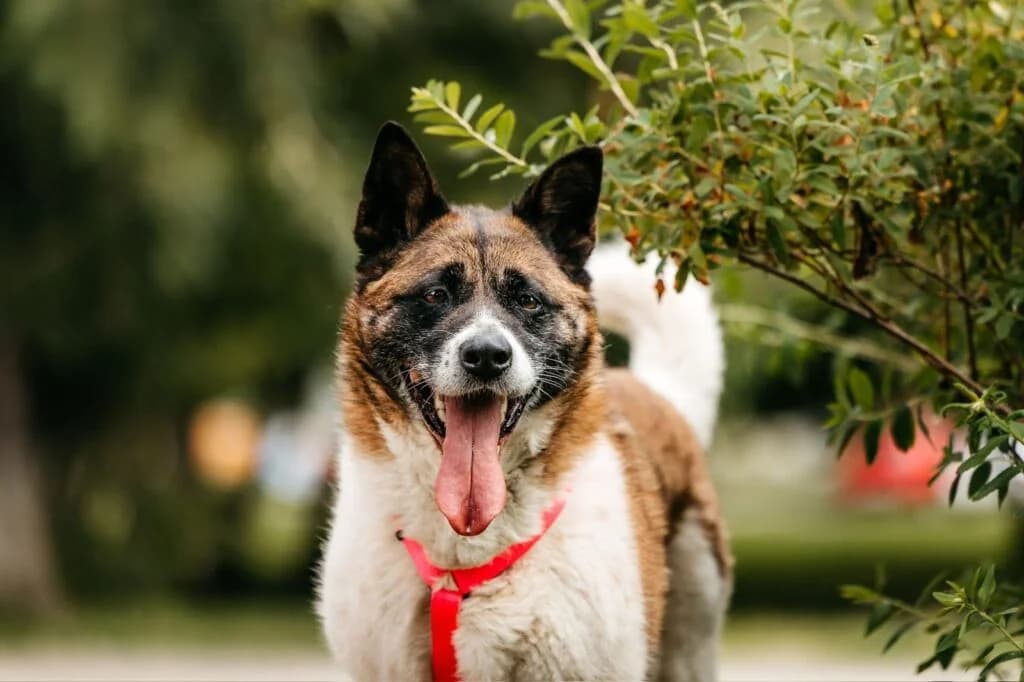 Roshel, female Mixed Breed for adoption at Pfotenvermittlung e.V., Rott am Inn