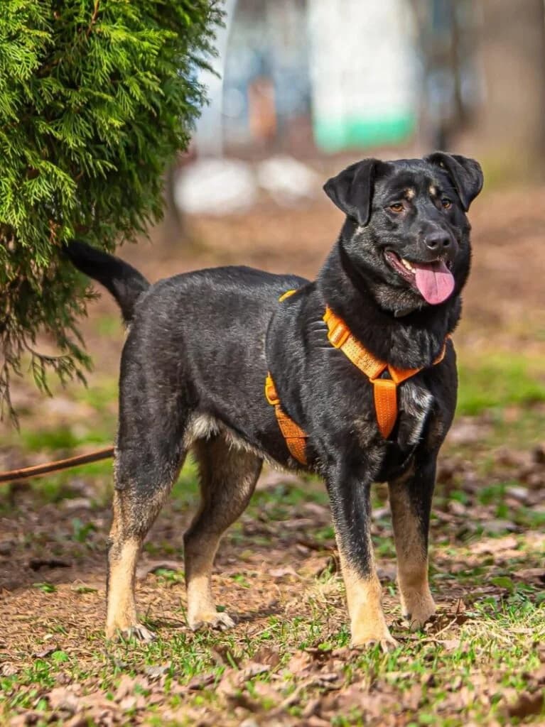 Ruta, female Mixed Breed for adoption at Pfotenvermittlung e.V., Rott am Inn