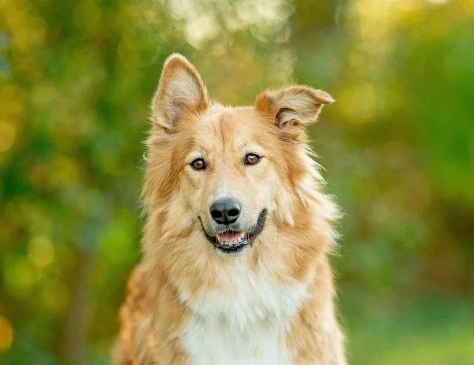 Spayk, male Mixed Breed for adoption at Pfotenvermittlung e.V., Rott am Inn