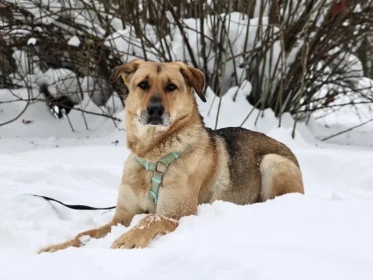 Tuchka, female puppy Mixed Breed for adoption at Pfotenvermittlung e.V., Rott am Inn