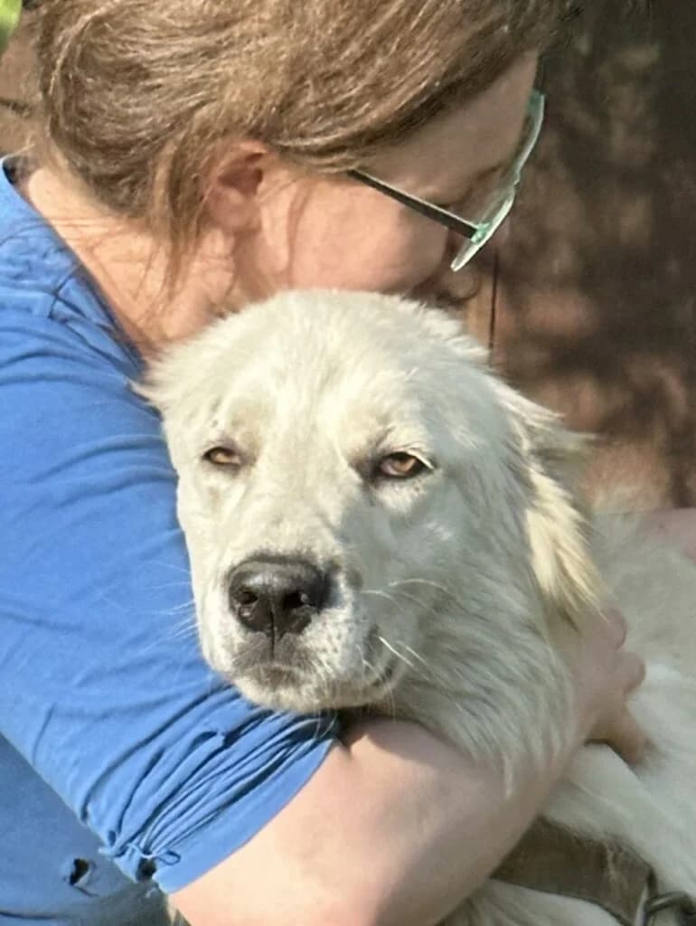 Ursa, female mixed breed for adoption at Pfotenvermittlung e.V., Rott am Inn