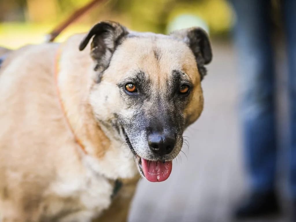 Vanilka, female Mixed Breed for adoption at Pfotenvermittlung e.V., Rott am Inn