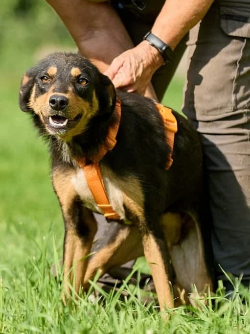 Vesna, female Mixed Breed for adoption at Pfotenvermittlung e.V., Rott am Inn