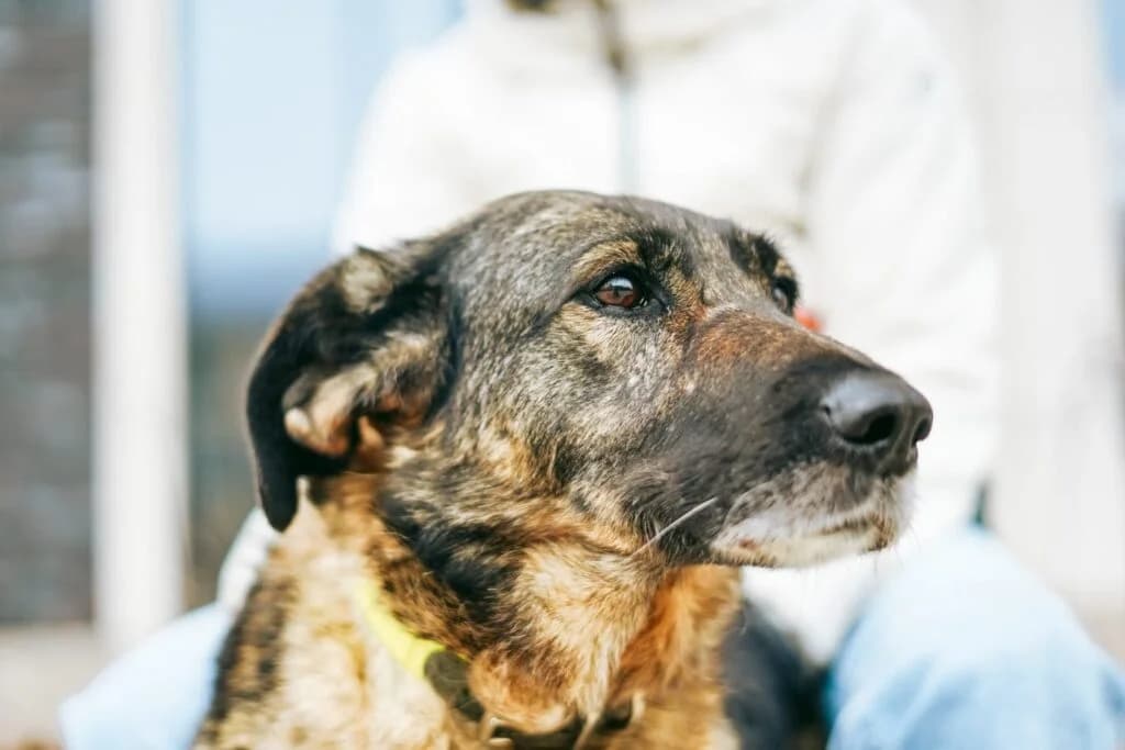 Zoe, female Mixed Breed for adoption at Pfotenvermittlung e.V., Rott am Inn