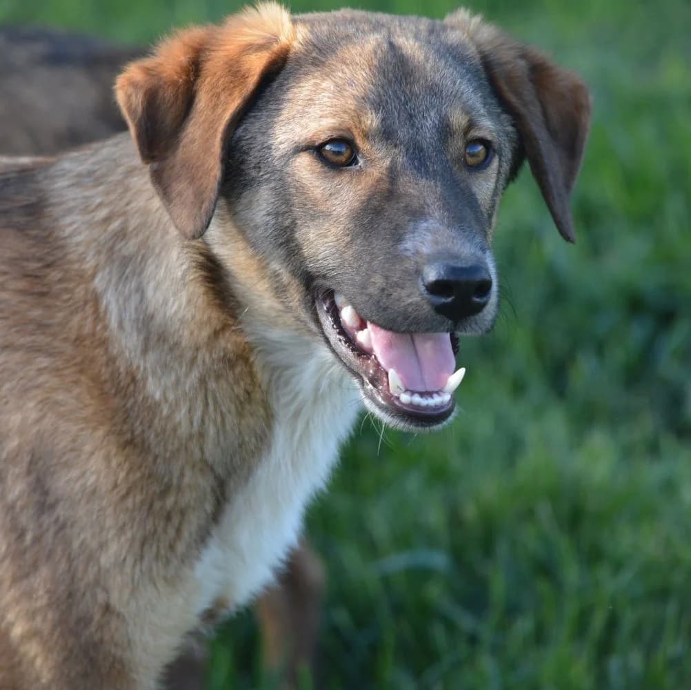 Sehr lieber Mischlingsrüde „Bailey“, ca. 06.2023 geboren, sucht Körbchen, male Mixed Breed for adoption at Pföttchenretter mit Herz e.v.