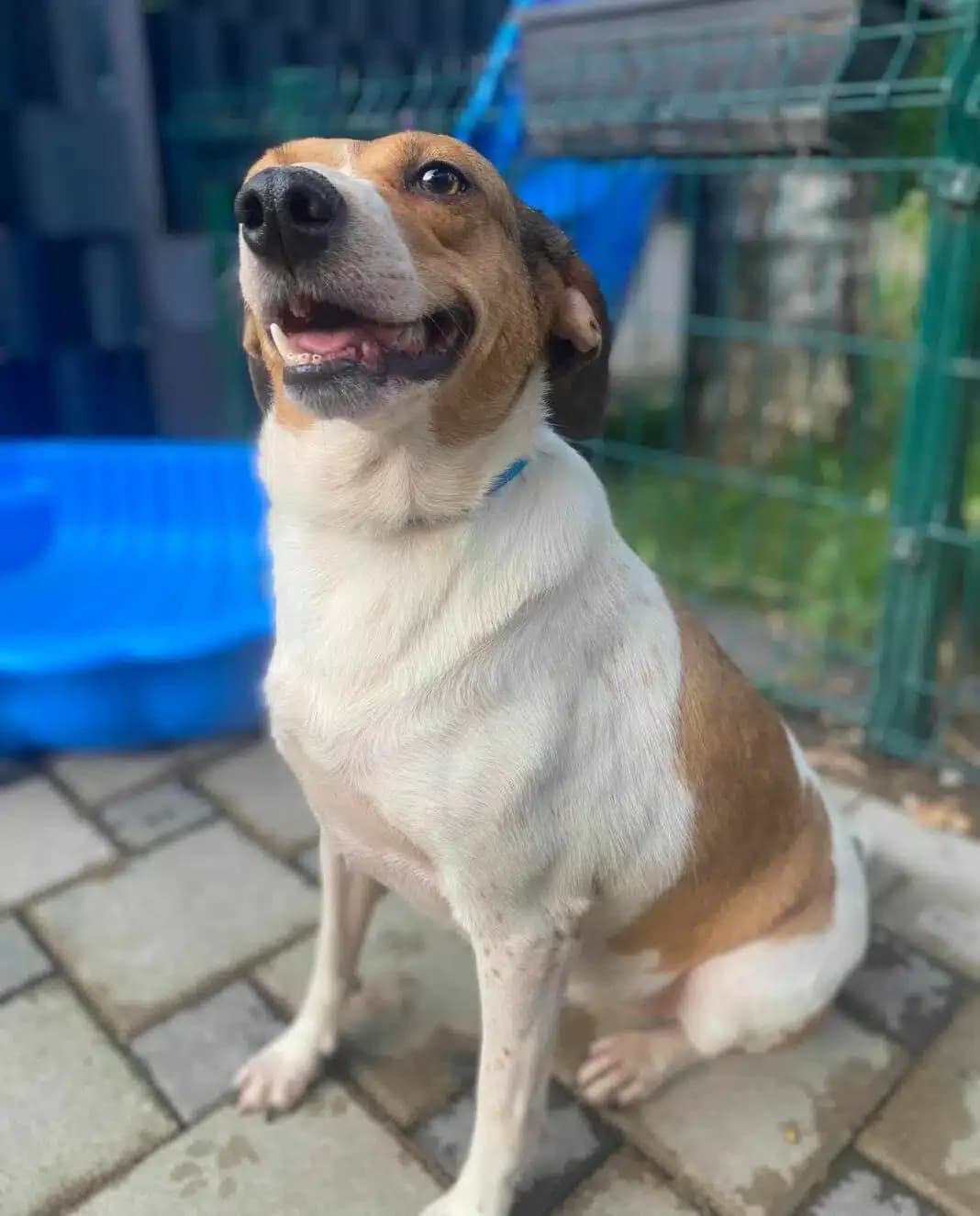 TINA, ca. 2021/2022 geb., gut verträglich, lieb, unkompliziert, menschenbezogen, female Mixed Breed for adoption at Pföttchenretter mit Herz e.v.