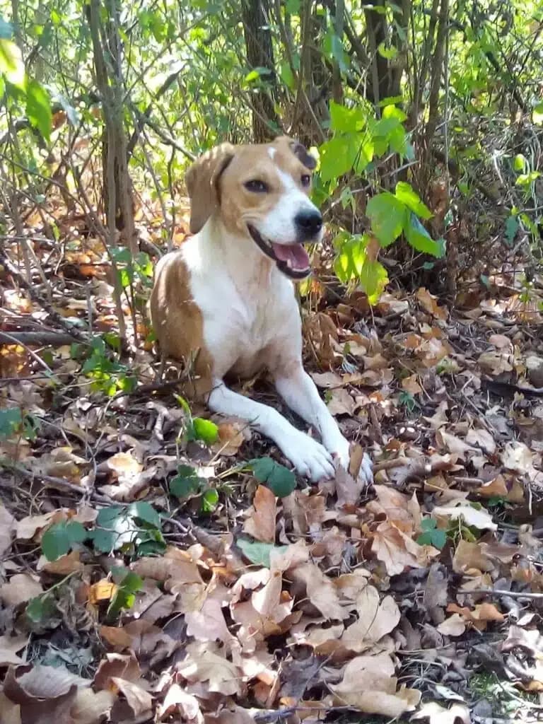 Liebe und gut verträgliche Hündin „Njuka“, ca. 2022 geboren, male Mixed Breed for adoption at Pföttchenretter mit Herz e.v.
