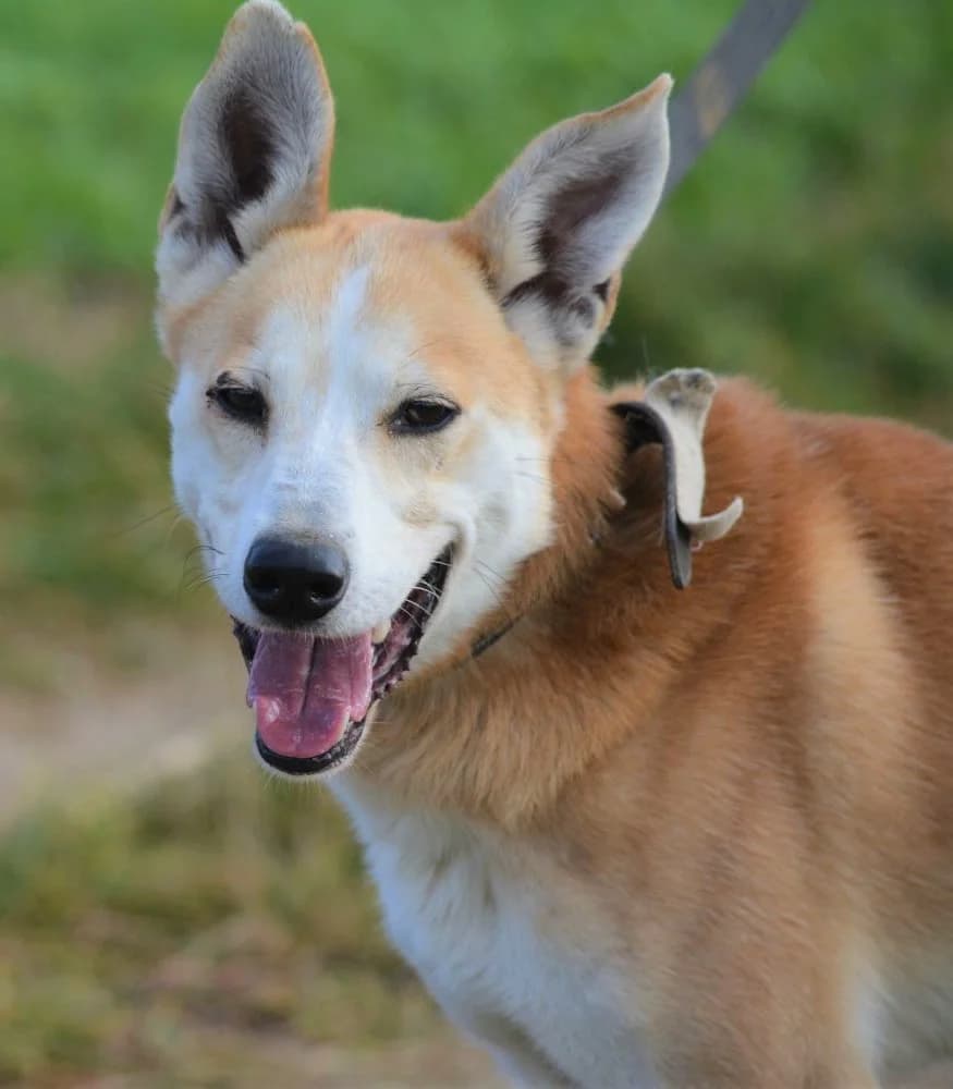 Lieber und aktiver Akita-Mischling „Bobik“, ca. 2017/2018 geb., male Akita for adoption at Pföttchenretter mit Herz e.v.