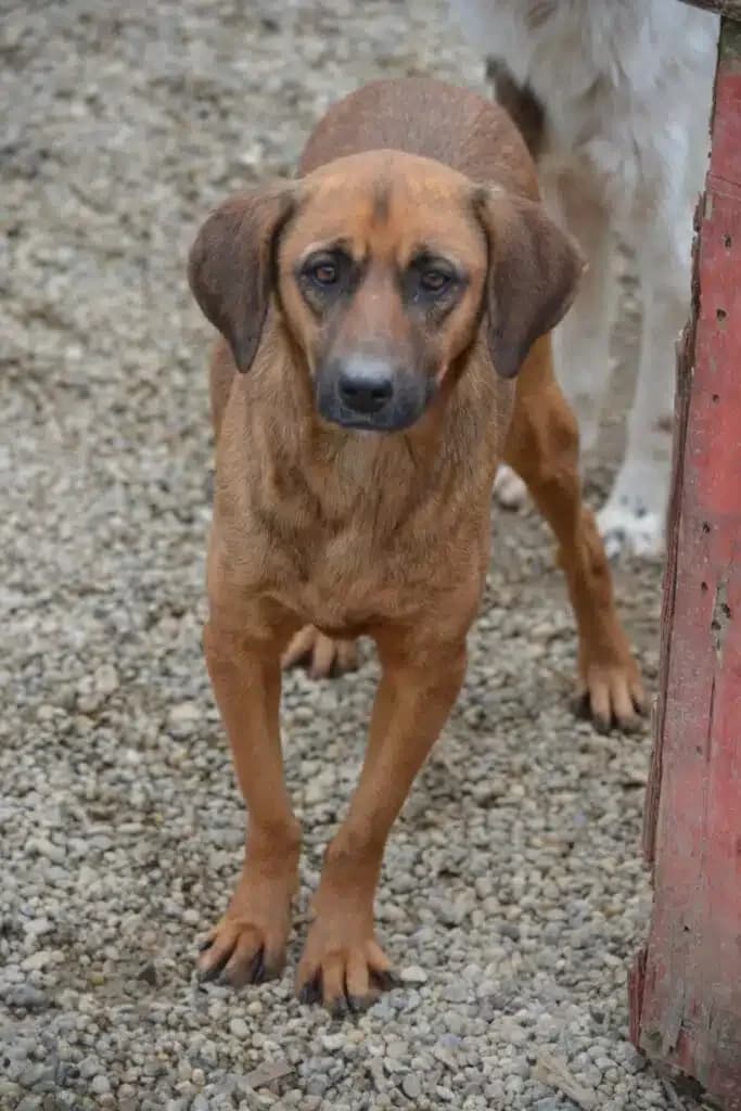 „Hera“, gut verträglich, lieb, ruhig, zurückhaltend, ca. 2022 geboren, female Mixed Breed for adoption at Pföttchenretter mit Herz e.v.