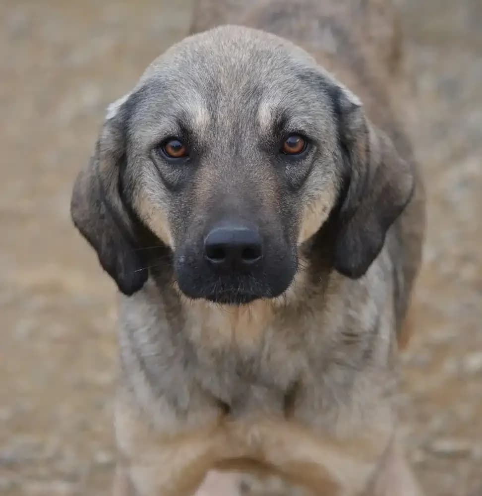 Celia (II), female 4yo Mixed Breed for adoption at Pföttchenretter mit Herz e.v.