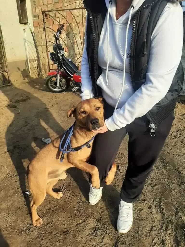Konrad (Korn), male Mixed Breed for adoption at Pföttchenretter mit Herz e.v.