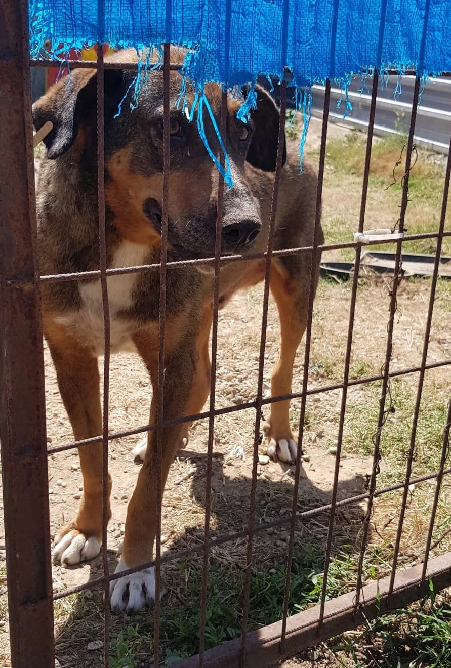 „Fino“, lieber Mischling, geb. 2018, male Mixed Breed for adoption at Pföttchenretter mit Herz e.v.