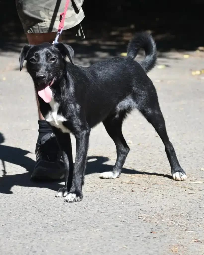 Lieber, verträglicher Rüde „Toni (Tücsök)“, ca. 06.2023 geboren, male Mixed Breed for adoption at Pföttchenretter mit Herz e.v.