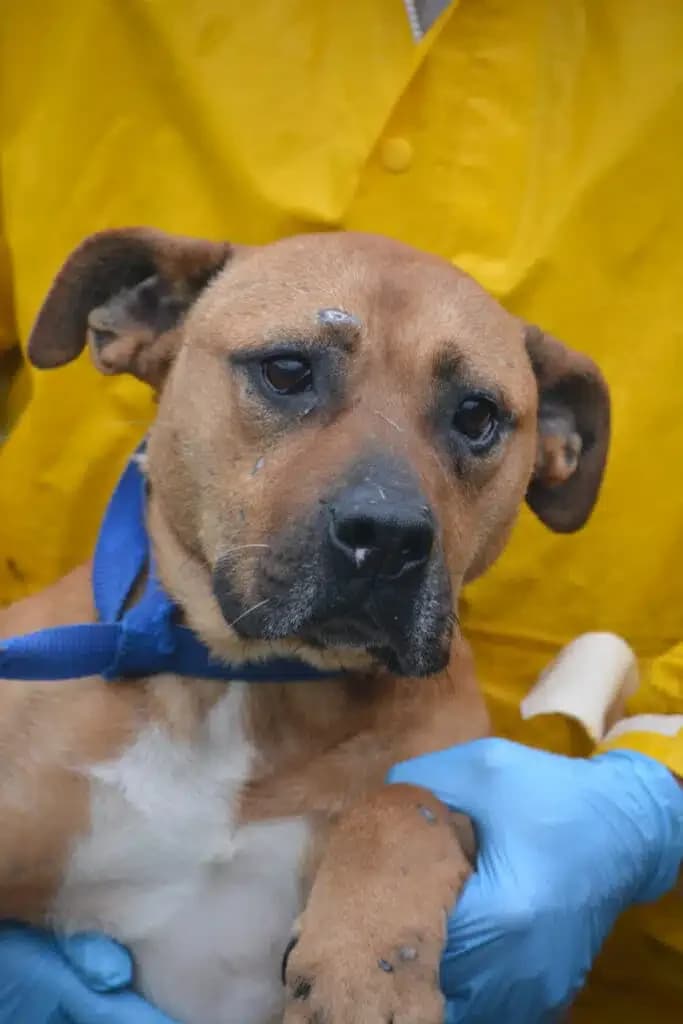 Rosalie, female 4yo Staffordshire Bull Terrier for adoption at Pföttchenretter mit Herz e.v.