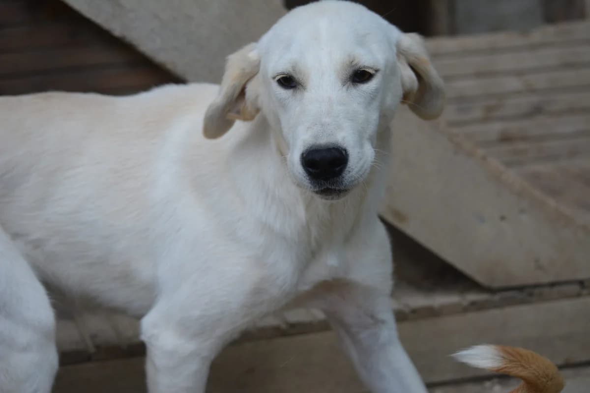 Zurückhaltende Hündin „Carmen“, ca. 2022 geboren, gut verträglich, female Mixed Breed for adoption at Pföttchenretter mit Herz e.v.