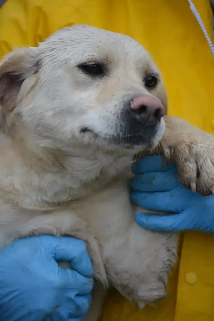 Möhrchen, female 4yo Mixed Breed for adoption at Pföttchenretter mit Herz e.v.