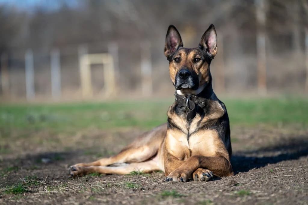 „Angie“, tolle Malinois-Mischlingshündin, sehr menschenbezogen, geb. 2021, female Belgian Malinois for adoption at Pföttchenretter mit Herz e.v.