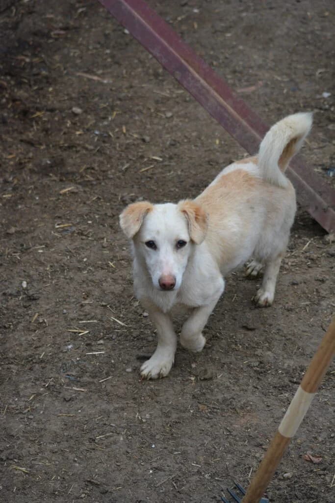 Whity, female Mixed Breed for adoption at Pföttchenretter mit Herz e.v.