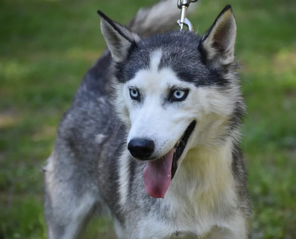 FRED, male Husky for adoption at Pföttchenretter mit Herz e.v.