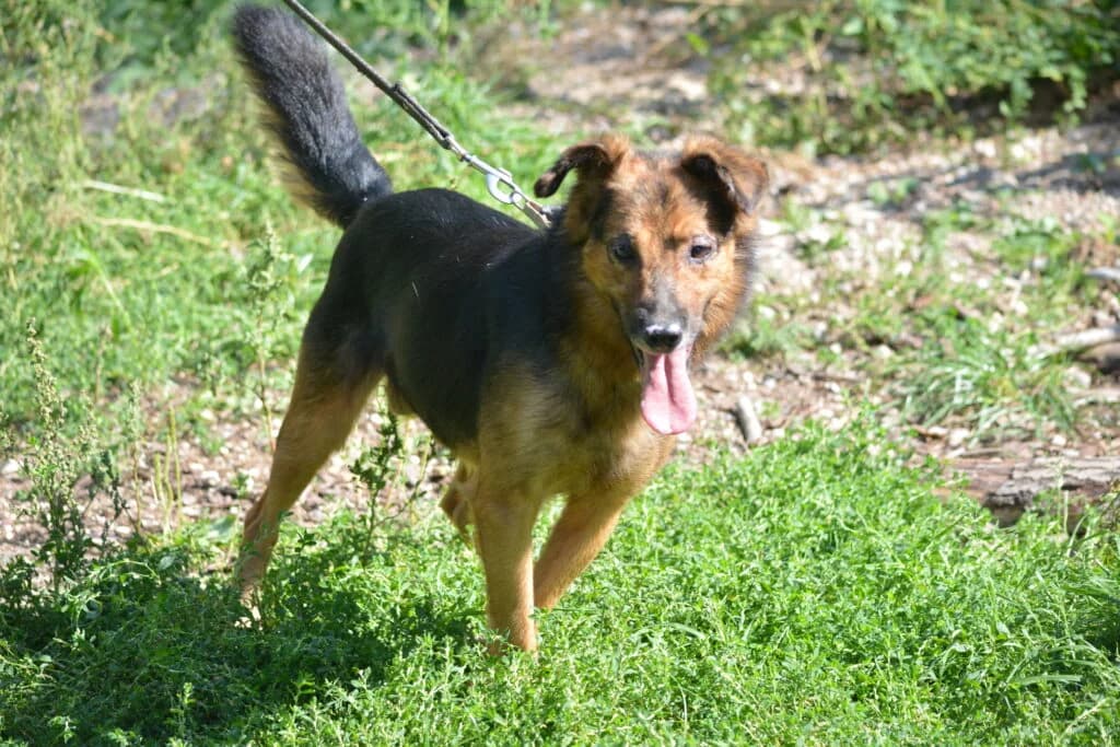 Liebes Bärchen „MISIO“, ca. 2017 geboren, sucht seine Familie., male Mixed Breed for adoption at Pföttchenretter mit Herz e.v.