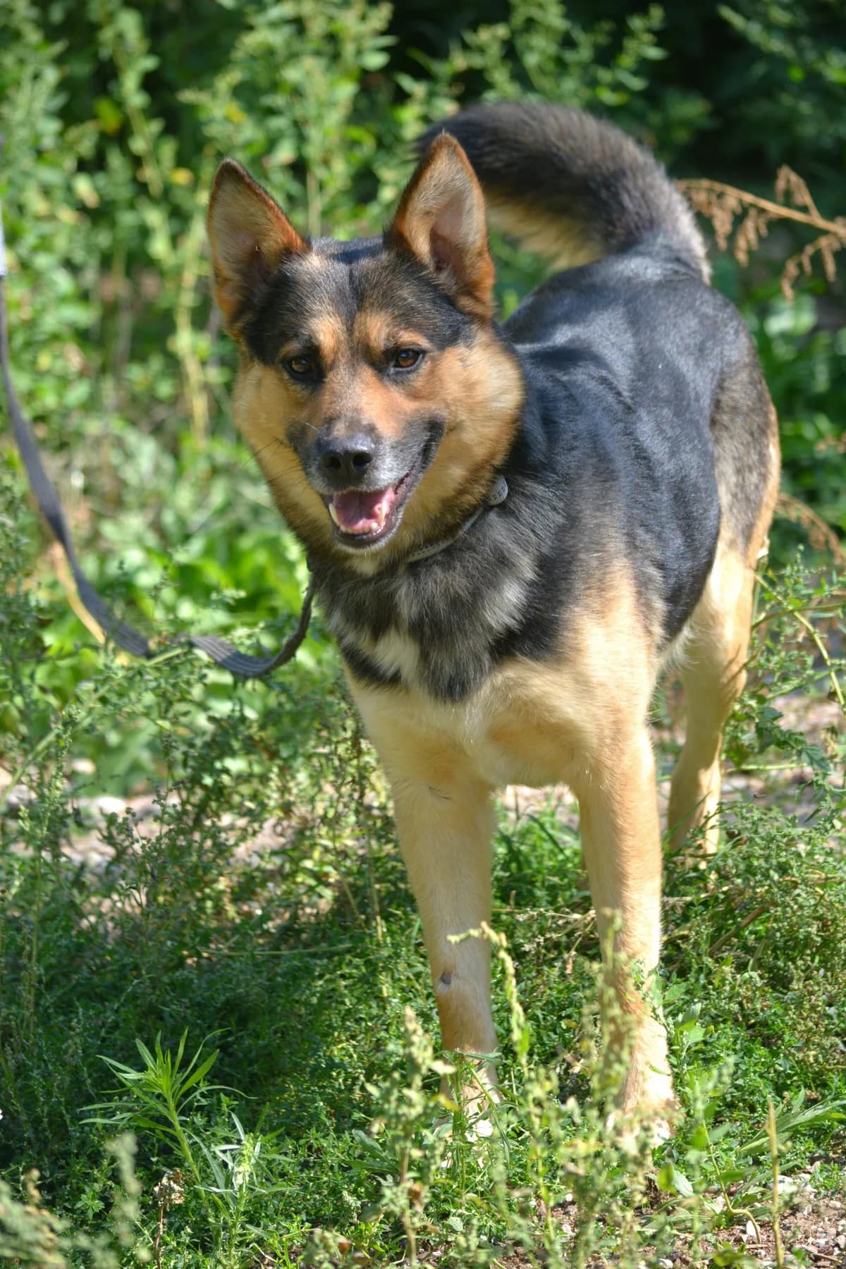 Freundlicher Rüde „Lolo“, ca. 2021 geboren, sucht Familie., male German Shepherd for adoption at Pföttchenretter mit Herz e.v.