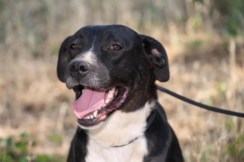 „Mara“ ca. 2022/2023 geboren, eine Hündin zum Verlieben., male Mixed Breed for adoption at Pföttchenretter mit Herz e.v.