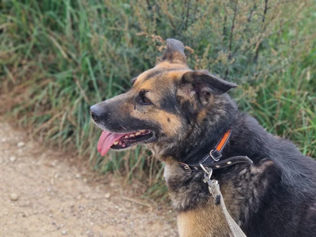 Lieber, verschmuster Schäfi-Mix Rüde „Goofy (Goffik)“, ca.2018 geboren., male German Shepherd for adoption at Pföttchenretter mit Herz e.v.