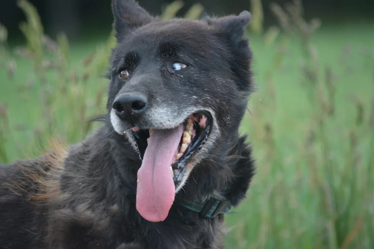 Madi, female Mixed Breed for adoption at Pföttchenretter mit Herz e.V., Leichlingen