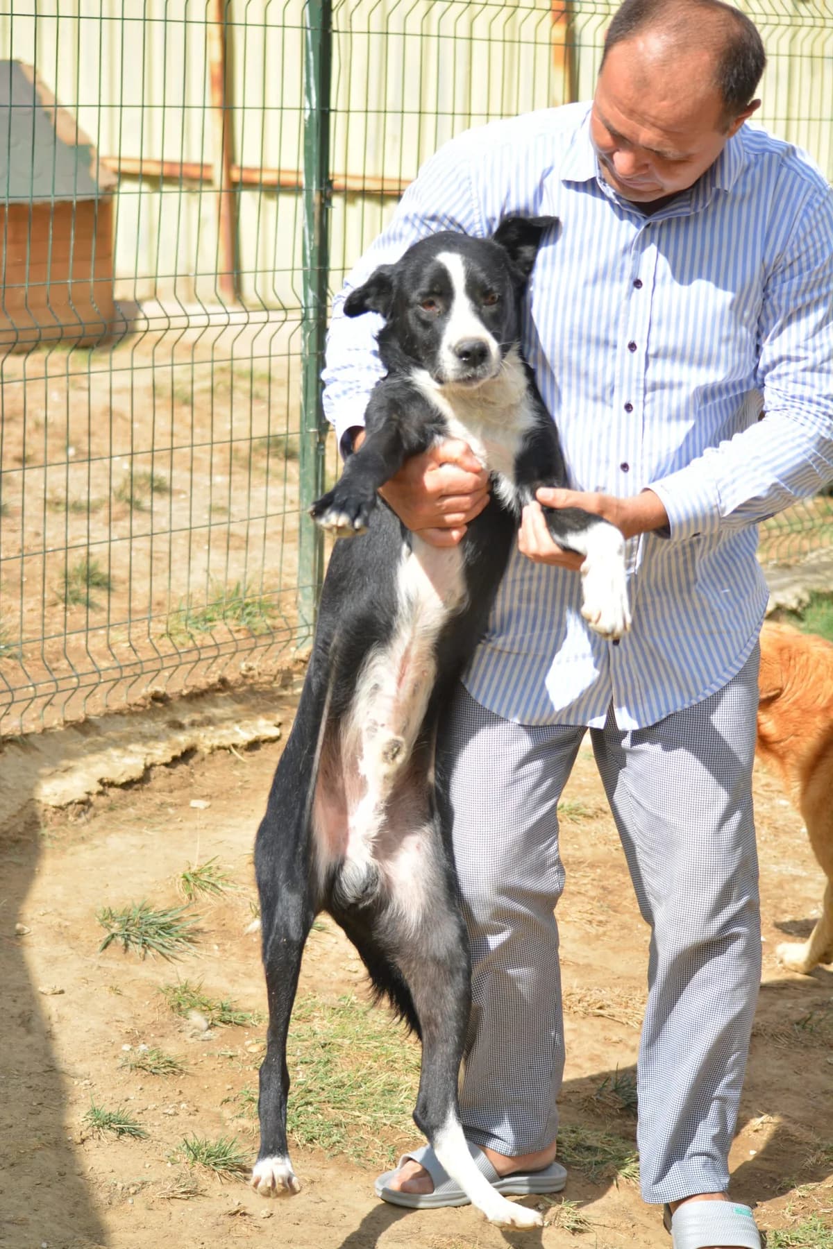 „Jack“, ca. 2022/2023 geboren, gut verträglich, noch zurückhaltend., male Mixed Breed for adoption at Pföttchenretter mit Herz e.v.