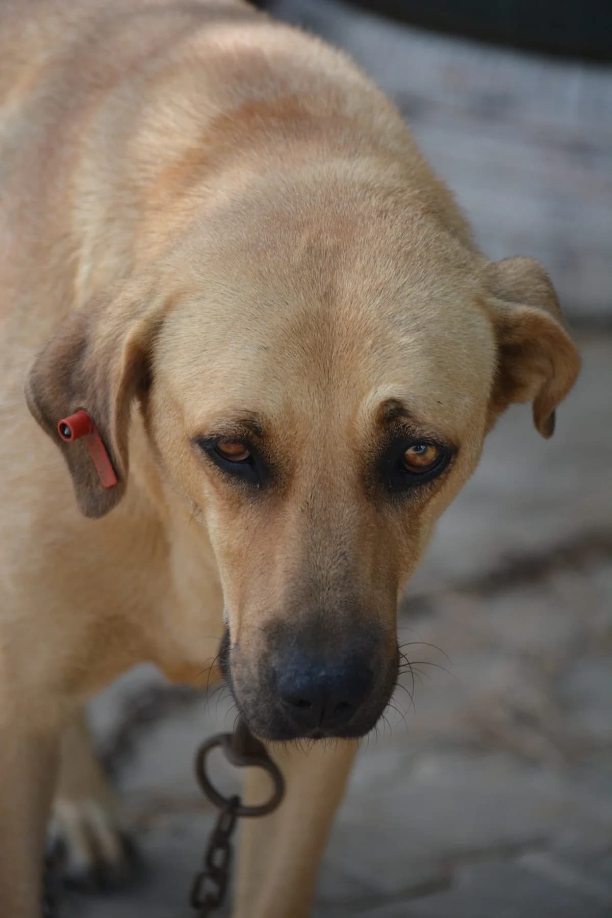 Sehr liebe und ruhige Hündin „FRIDA (II)“, sanft, ca. 2021 geboren., female Mixed Breed for adoption at Pföttchenretter mit Herz e.v.
