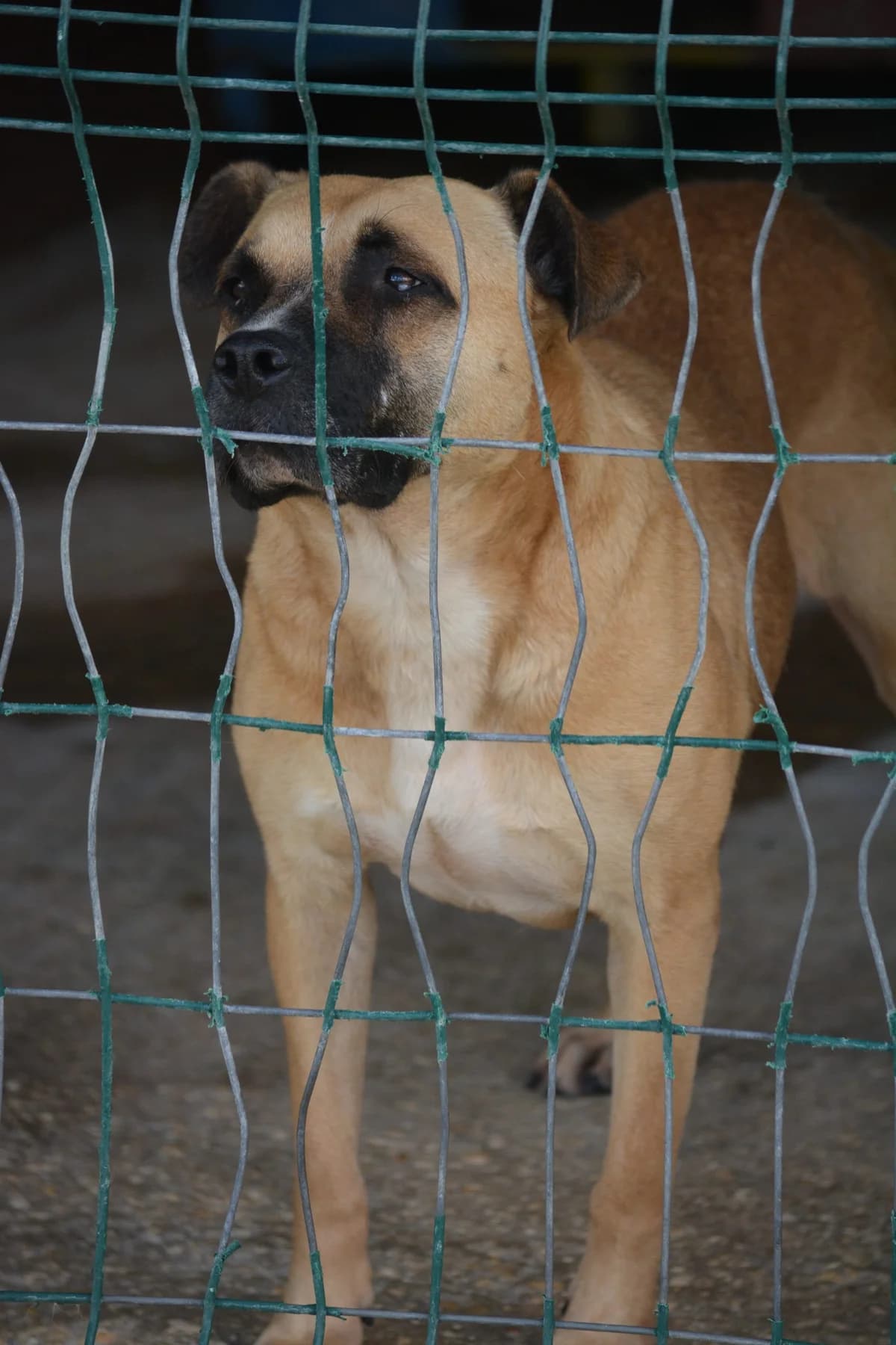 „Sania“ ist sehr einsam, ca. 2022 geboren., female Labrador Retriever for adoption at Pföttchenretter mit Herz e.v.