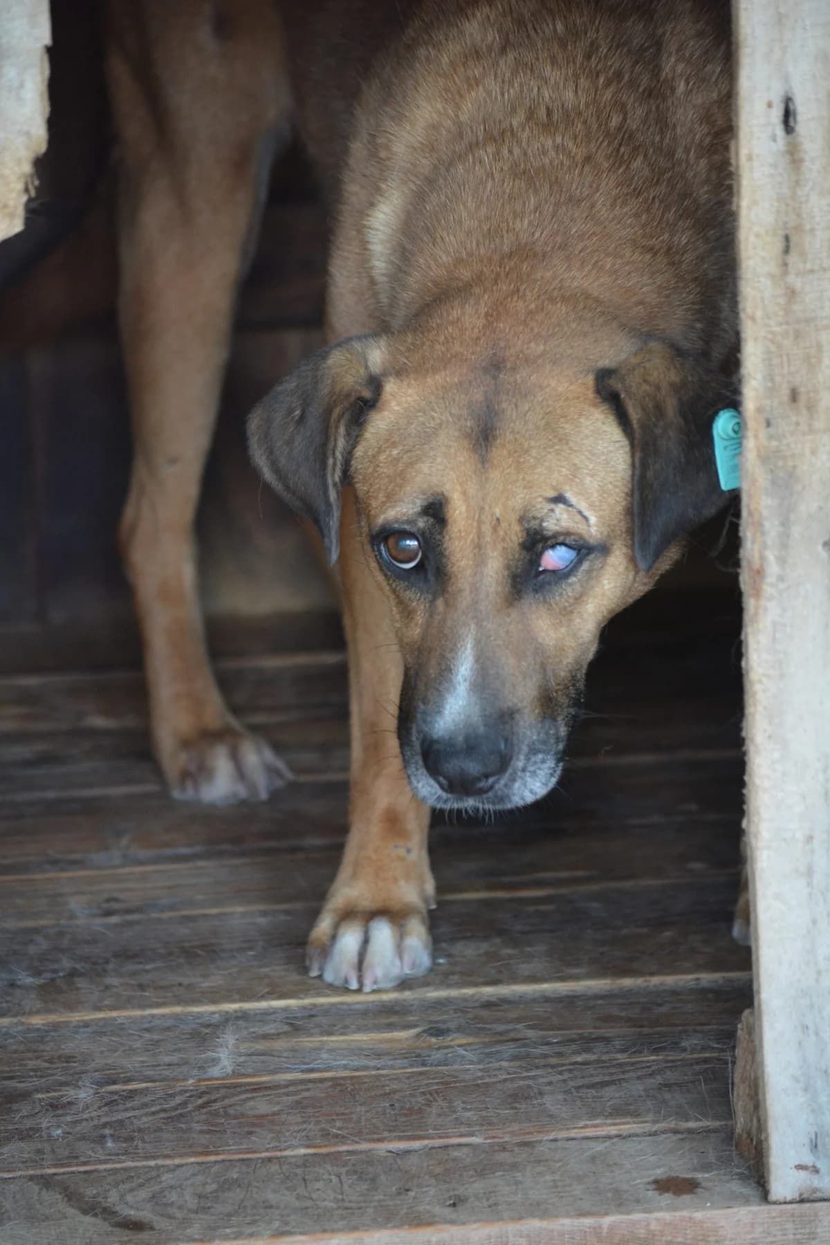 Sehr ängstliche Hündin „, female 5yo Mixed Breed for adoption at Pföttchenretter mit Herz e.v.